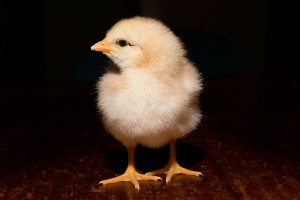 Day_old_chick_black_background