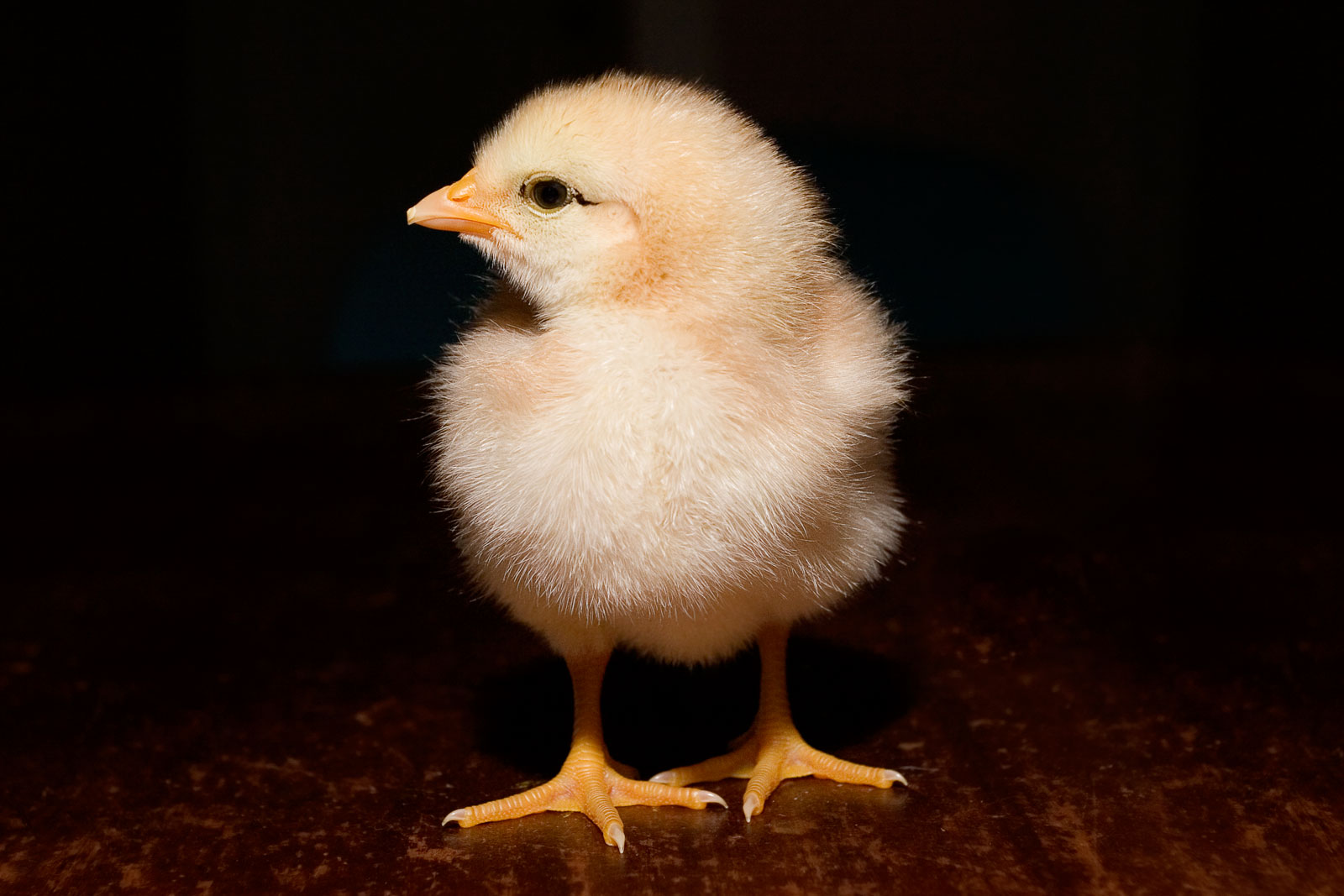 You are currently viewing Day-Old-Chicks